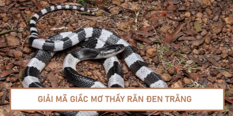 nam-mo-thay-ran-den-trang