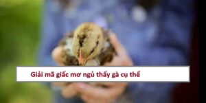 ngu-mo-thay-con-ga